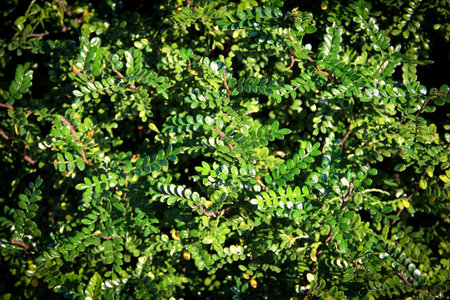 Background with small green leaves. Green prone background.