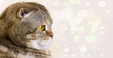 A large cat looks to the side on a light background.の写真素材