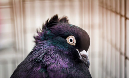 A beautiful dove in a cage. Bird portrait.