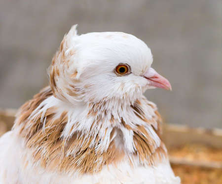 Bird portrait. Poultry keeping. Divorce of pigeons.の写真素材