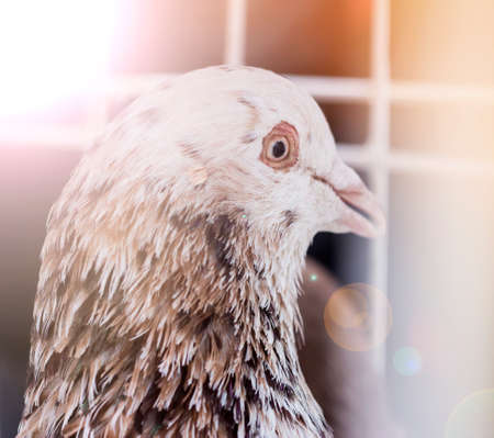 Portrait of a spotted pigeon. Bird of peaceの写真素材