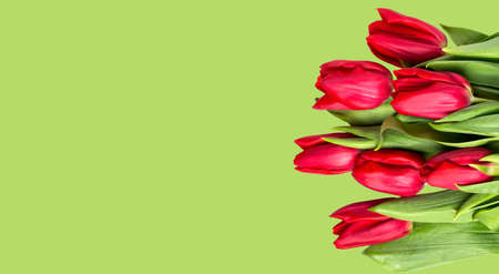 Red tulips on a green background. Spring background for an inscription.の写真素材