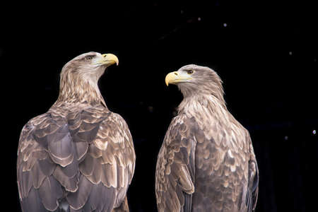 Two proud eagles on a dark background.の写真素材