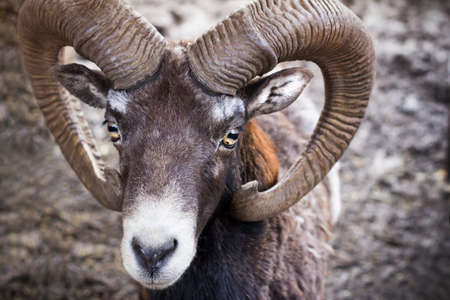 Portrait of a ram. Animal with horns.の写真素材