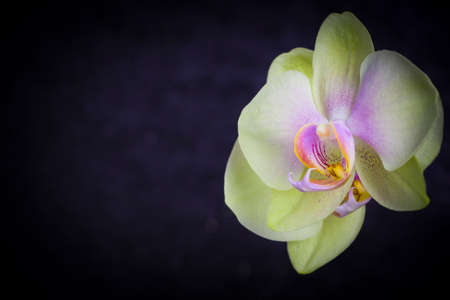 Orchid flower on a black background. Bloomの写真素材