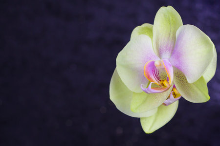 Orchid flower on a black background. Bloom