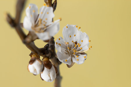 Flowers of an apricot tree on a delicate background.