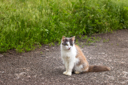 Homeless cat on the street. White cat.