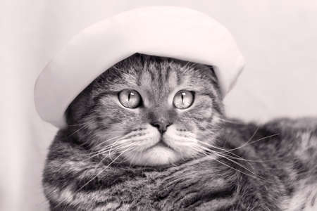 Black and white photograph of a cat in a panama hat.の写真素材