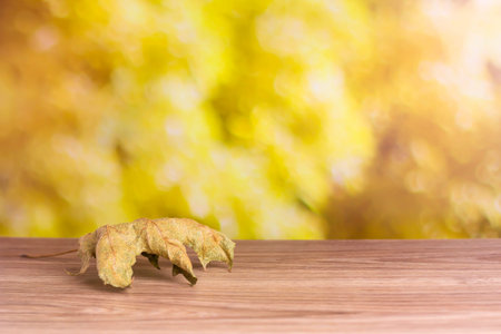 Dry leaf on a wooden table. Autumn background.の写真素材