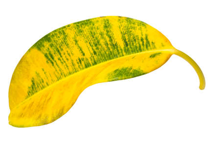 Yellow ficus leaf isolated on white background.の写真素材