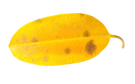 Yellow ficus leaf isolated on white background.