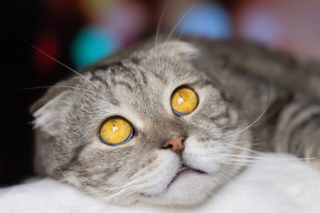 Portrait of a cat looking up. Funny animal.