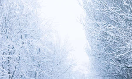 Winter landscape with snow. background with blizzard.の写真素材
