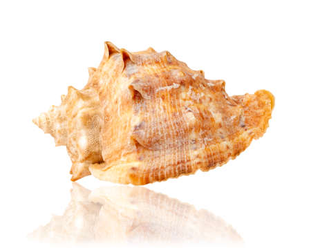 Seashell isolated on white background. Mollusk shell.の写真素材