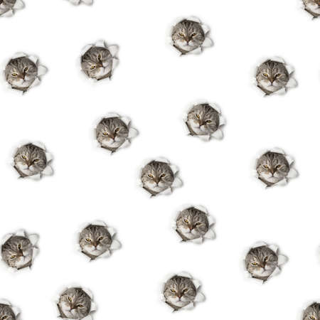 Seamless pattern with cat isolated. domestic cat.の写真素材