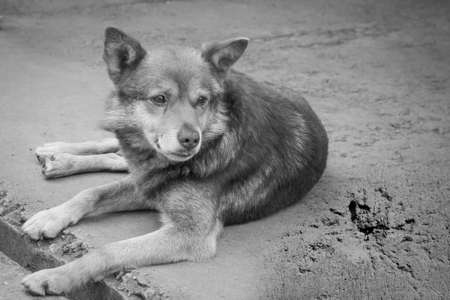 An abandoned dog on the street is crying.の写真素材