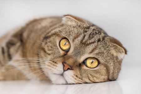 Portrait of a tabby cat lying on a table.