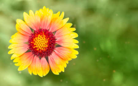 Yellow flower on a green background. card. Gaillardia.の写真素材