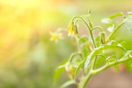 Tomato flowers on a seedling in the garden.の写真素材