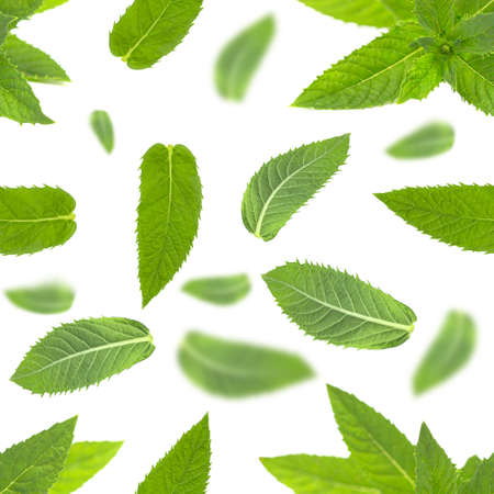 Seamless pattern with mint leaves on white.の写真素材