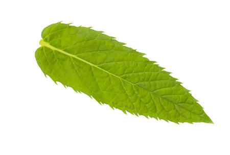 Mint leaf isolated on white background.の写真素材