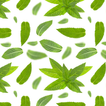 Seamless pattern with mint leaves on white.の写真素材