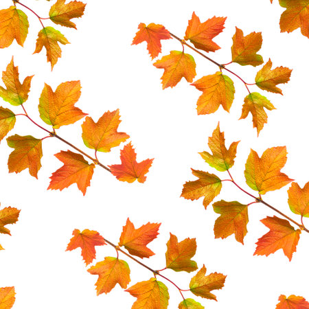 Pattern Seamless Autumn branch with colorful leaflets.の写真素材