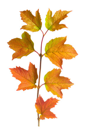 A twig with autumn bright leaves on a white background.の写真素材