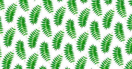 Twigs with green leaves seamless pattern on a white background.の写真素材