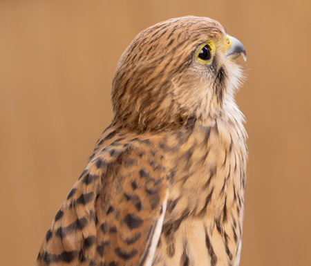 Falcon kestrel. Female bird of prey. animalの写真素材