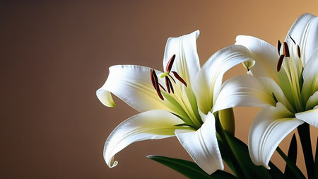 Bouquet of white lilies with copy space.の素材