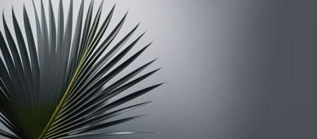 Palm tree on a gray background.の素材
