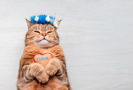Fluffy happy cat lies on a gray background.の写真素材