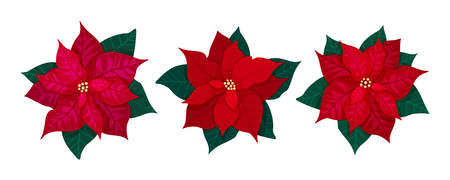 Bright set of Christmas red poinsettia flowers isolated on white background. Traditional Christmas flower for decoration of holiday cards, flyers and invitations. Vector illustration. Vector illustration.のイラスト素材