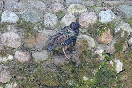 Young starling waiting for its mother.の写真素材