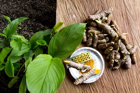 Small seedlings and roots of turmeric, grated curcuma on a wooden background - turmericの写真素材