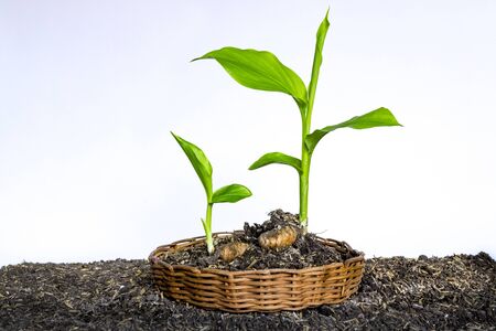 Small turmeric seedlings, on a white background - Turmericの写真素材