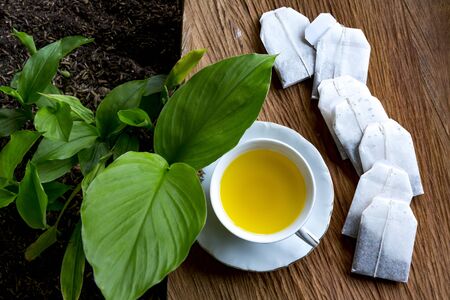 Small turmeric seedlings, curcuma tea - Turmericの写真素材