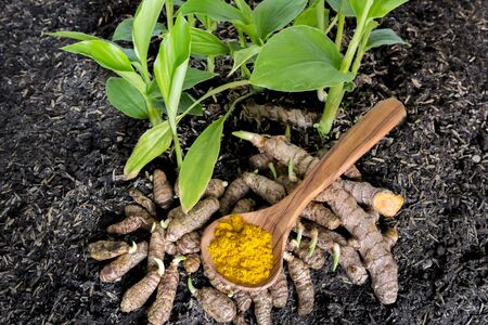 Small seedlings and roots of turmeric, curcuma powder on a wooden spoon on a wooden background - turmericの写真素材