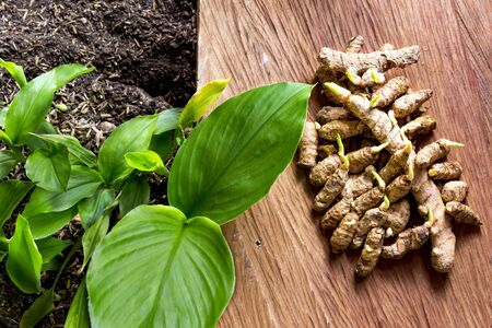 Small turmeric seedlings and roots, on a wooden background - Turmericの写真素材