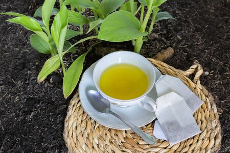 Small turmeric seedlings, curcuma tea - Turmericの写真素材
