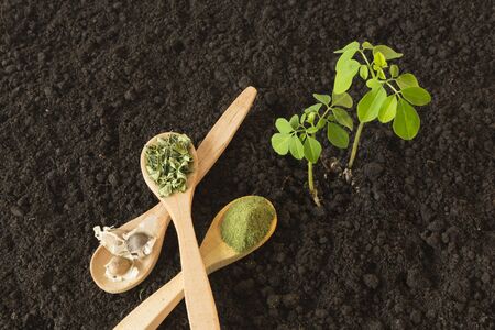 Small Moringa tree, seeds, leaves and dust on a ground background - Moringa oleiferaの写真素材