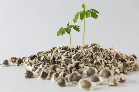 Small Moringa tree and seeds on a white background - Moringa oleiferaの写真素材