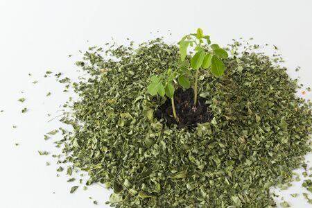 Small Moringa tree and leaves on a white background - Moringa oleiferaの写真素材