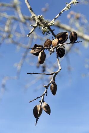 Twig with almond seeds on blue background. Fruit used in the preparation of sweets.の写真素材