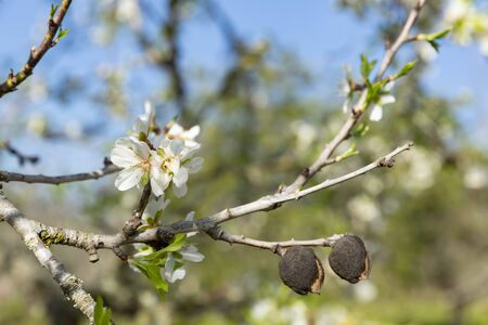 Beautiful flowers of five petals in white or pink tones, from which the fruits and their seeds will later emerged. They are the almonds of Mallorca.の写真素材