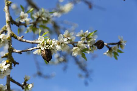 Beautiful flowers of five petals in white or pink tones, from which the fruits and their seeds will later emerged. They are the almonds of Mallorca.の写真素材