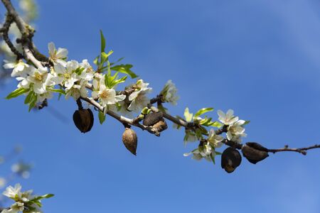Beautiful flowers of five petals in white or pink tones, from which the fruits and their seeds will later emerged. They are the almonds of Mallorca.の写真素材
