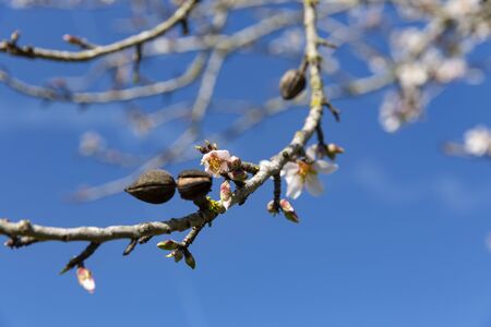 Beautiful flowers of five petals in white or pink tones, from which the fruits and their seeds will later emerged. They are the almonds of Mallorca.の写真素材